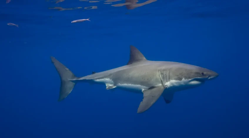 , WEB: Les grands requins blancs vivent dans la mer Méditerranée depuis des millions d’années, mais les observations sont incroyablement rares