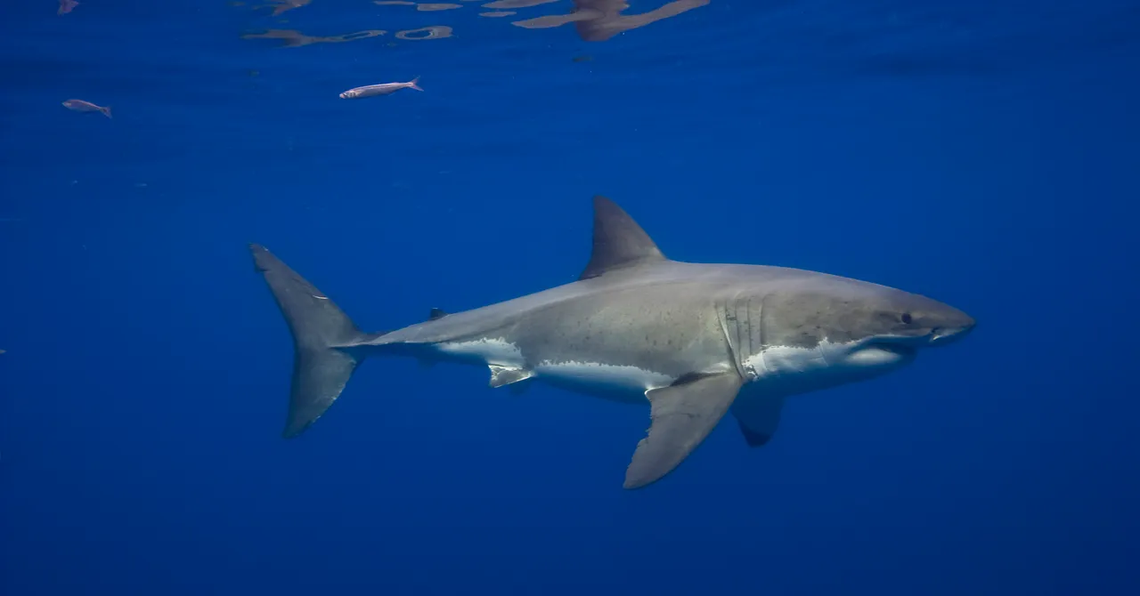 , WEB: Les grands requins blancs vivent dans la mer Méditerranée depuis des millions d’années, mais les observations sont incroyablement rares